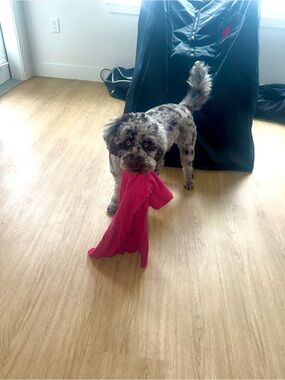 Meet your Posher, Maximus